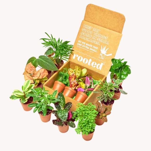 a box of assorted tiny plants