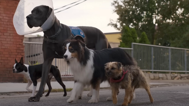 Strays is a new summer movie in 2023