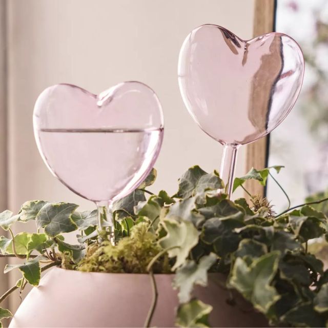 two pink water globes in plants