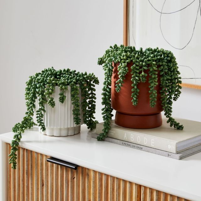 two donkey tail faux houseplants