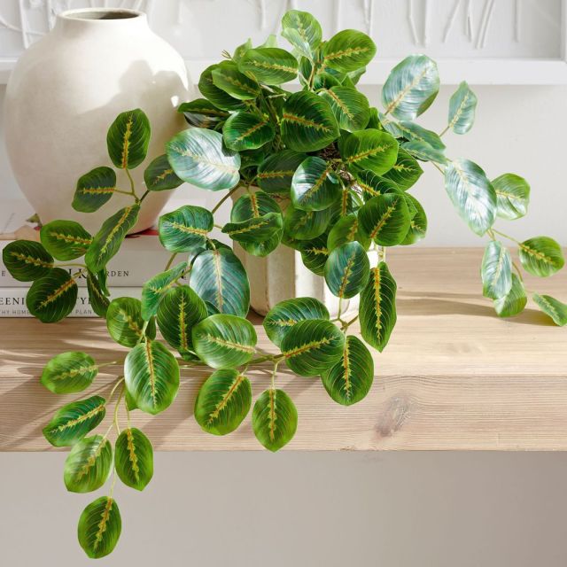 small green wandering prayer plant