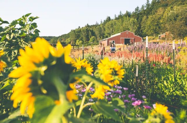 an image of the white lotus farm airbnb from the perspective of standing in a field of flowers surrounding the property