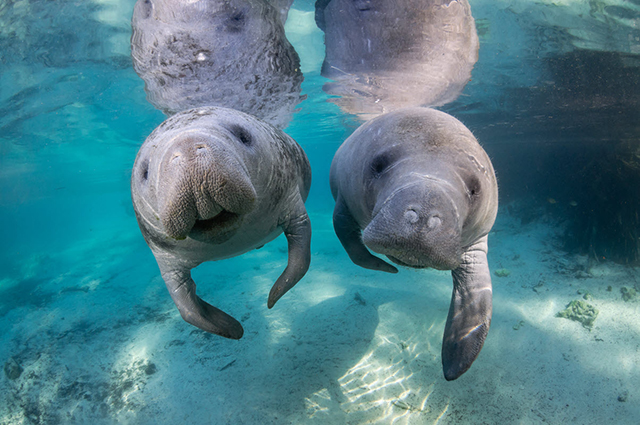 two rescued manatees swimming together in citrus county
