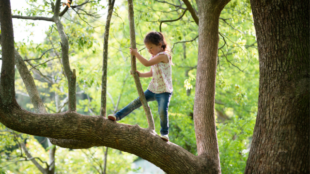 little girl being careful in a tree