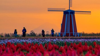 The tulips and windmill at the Wooden Shoe Tulip Festival